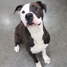 Adopt A Pet :: Tank - Versailles, KY