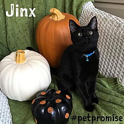 Thumbnail photo of Jinx #1