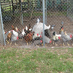Thumbnail photo of Laying Hens #1