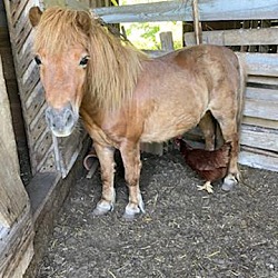 Thumbnail photo of Pony #3