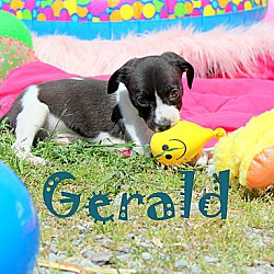 Thumbnail photo of Gerald~adopted! #2
