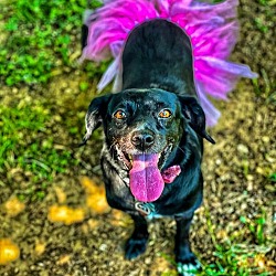 Thumbnail photo of Princess Fiona #2