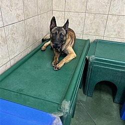 Thumbnail photo of Deputy-Needs Experienced Home-No Children #2