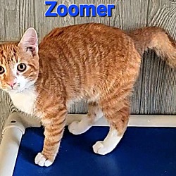 Thumbnail photo of Zoomer #3