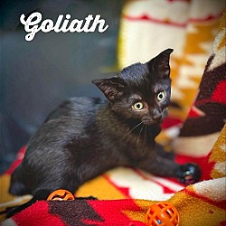 Photo of Goliath