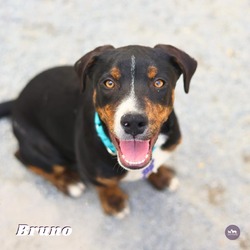 Thumbnail photo of Bruno #1