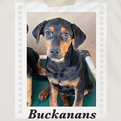 Photo of Buckanans