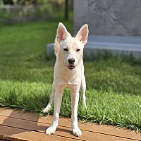 adopt-pet