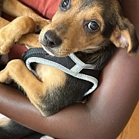 adopt a pet