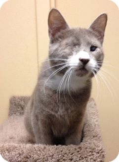 grey cats for adoption