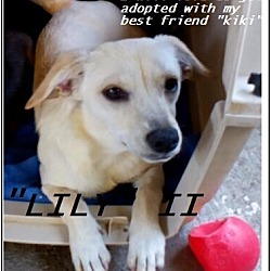 Thumbnail photo of Lily (in adoption process) #1