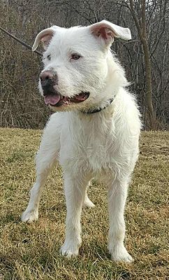 can a american bulldog have long hair