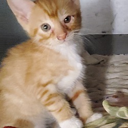 Photo of Orange tabby kittens
