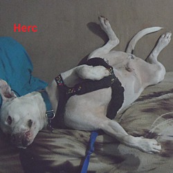 Thumbnail photo of PLEASE ADOPT OR FOSTER HERC #4