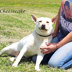 Thumbnail photo of Cheesecake~adopted! #1