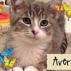 Thumbnail photo of Avery - ADOPTED 02.15.15 #2