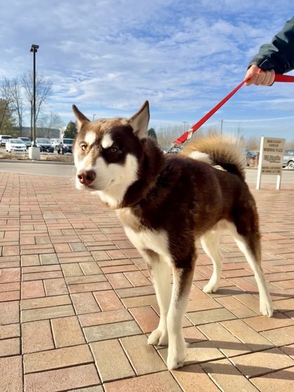Photo of Juneau (in foster)