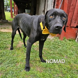 Photo of Nomad
