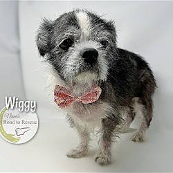 Thumbnail photo of Wiggy #3
