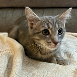 Thumbnail photo of Penelope- $25 Bissell Sponsored Adoption Fee! #3