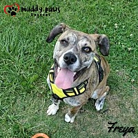 adopt a pet