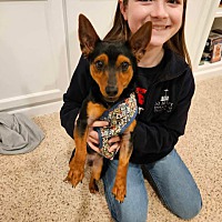 adopt a pet