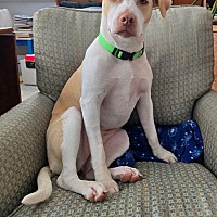 adopt a pet