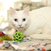 adopt a pet