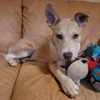 adopt a pet