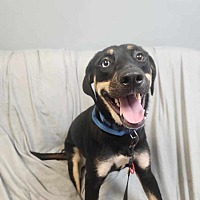 adopt a pet