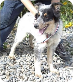 Provo Ut Sheltie Shetland Sheepdog Meet Barney A Pet For Adoption