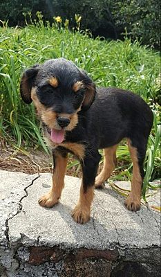 Thompson, CT - Miniature Schnauzer/Rottweiler. Meet Tink a Pet for Adoption  