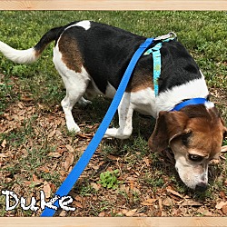 Thumbnail photo of Duke #4