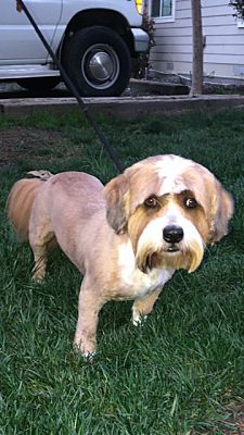 Culver City Ca Bearded Collie Meet Otter A Pet For Adoption