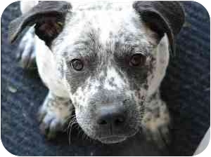 College Station Tx Pit Bull Terrier Meet Katie Bell A Pet For
