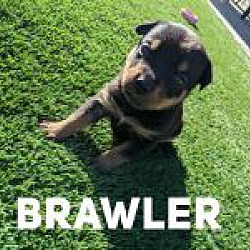 Thumbnail photo of Brawler #1