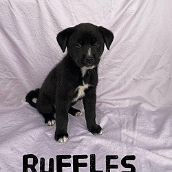 Photo of Ruffles