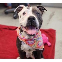 Photo of PIPER