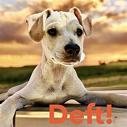 Photo of Deft