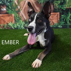 Thumbnail photo of Ember #1