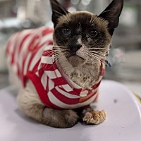 adopt a pet