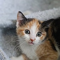 adopt-pet