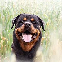 adopt-pet