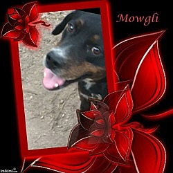 Thumbnail photo of Mowgli #1