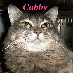 Thumbnail photo of Cabby #1