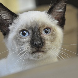 Thumbnail photo of Simon the Siamese kitten #1