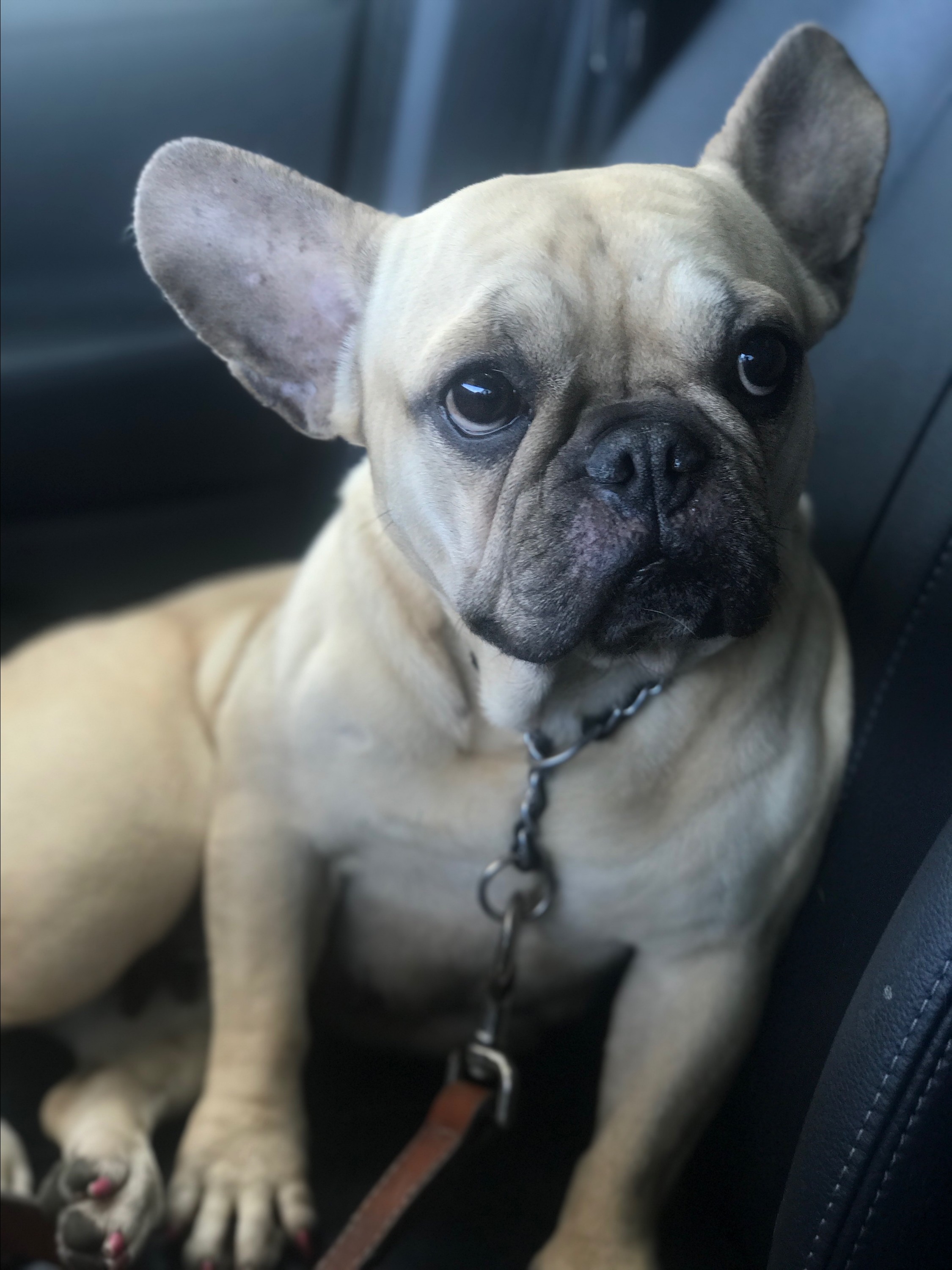 59 HQ Pictures French Bulldog Southern California / Five