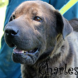Thumbnail photo of Charles~adopted! #1