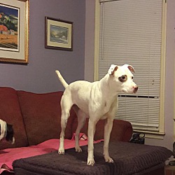 Thumbnail photo of 40 pound lap dog adopt/foster #1