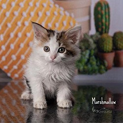 Photo of Marshmallow